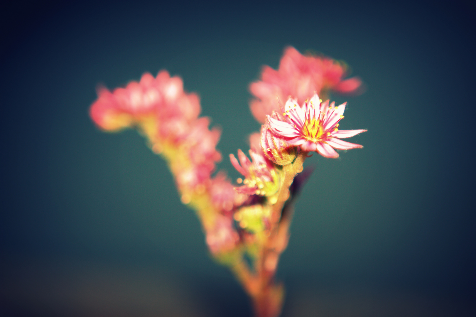 Blüte auf Blau