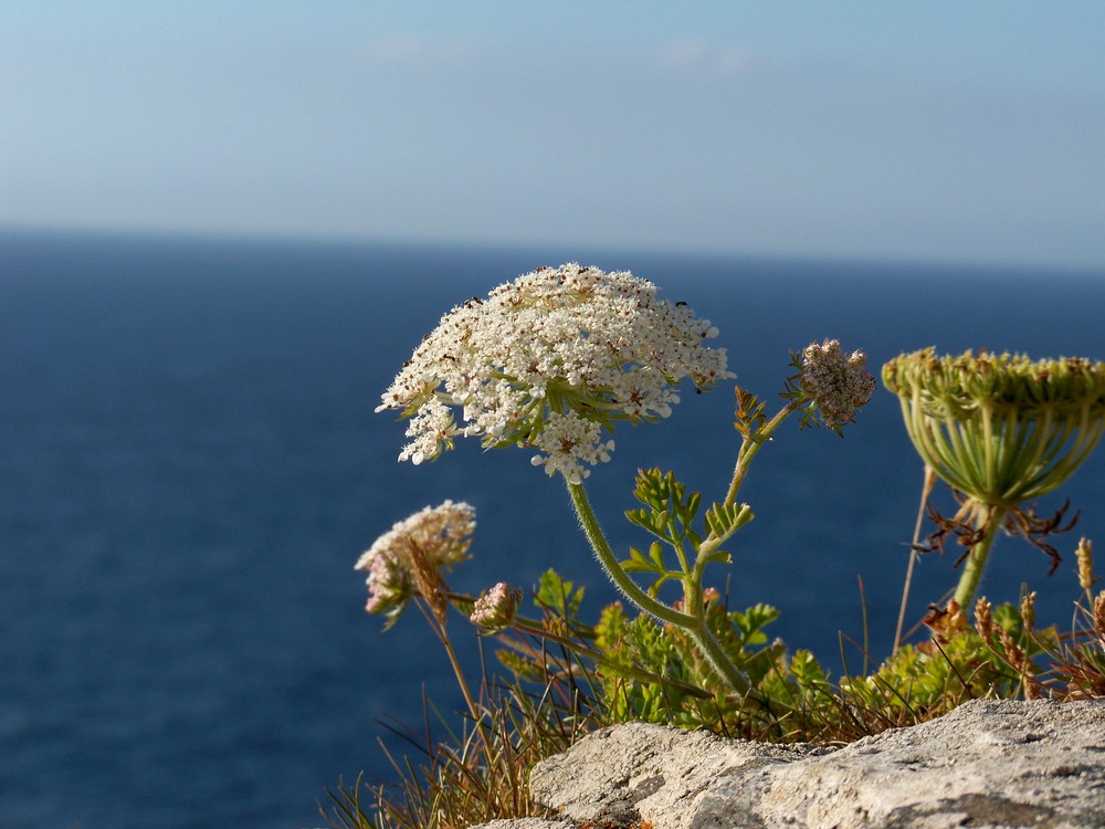 Blüte auf Burgruine in Tintagel GB