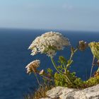 Blüte auf Burgruine in Tintagel GB