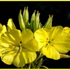 Blüte auf dem ehemaligen Schulhof