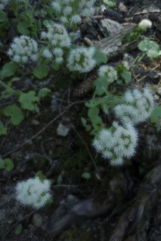 Blüte auf dem Jaunpass