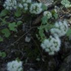 Blüte auf dem Jaunpass