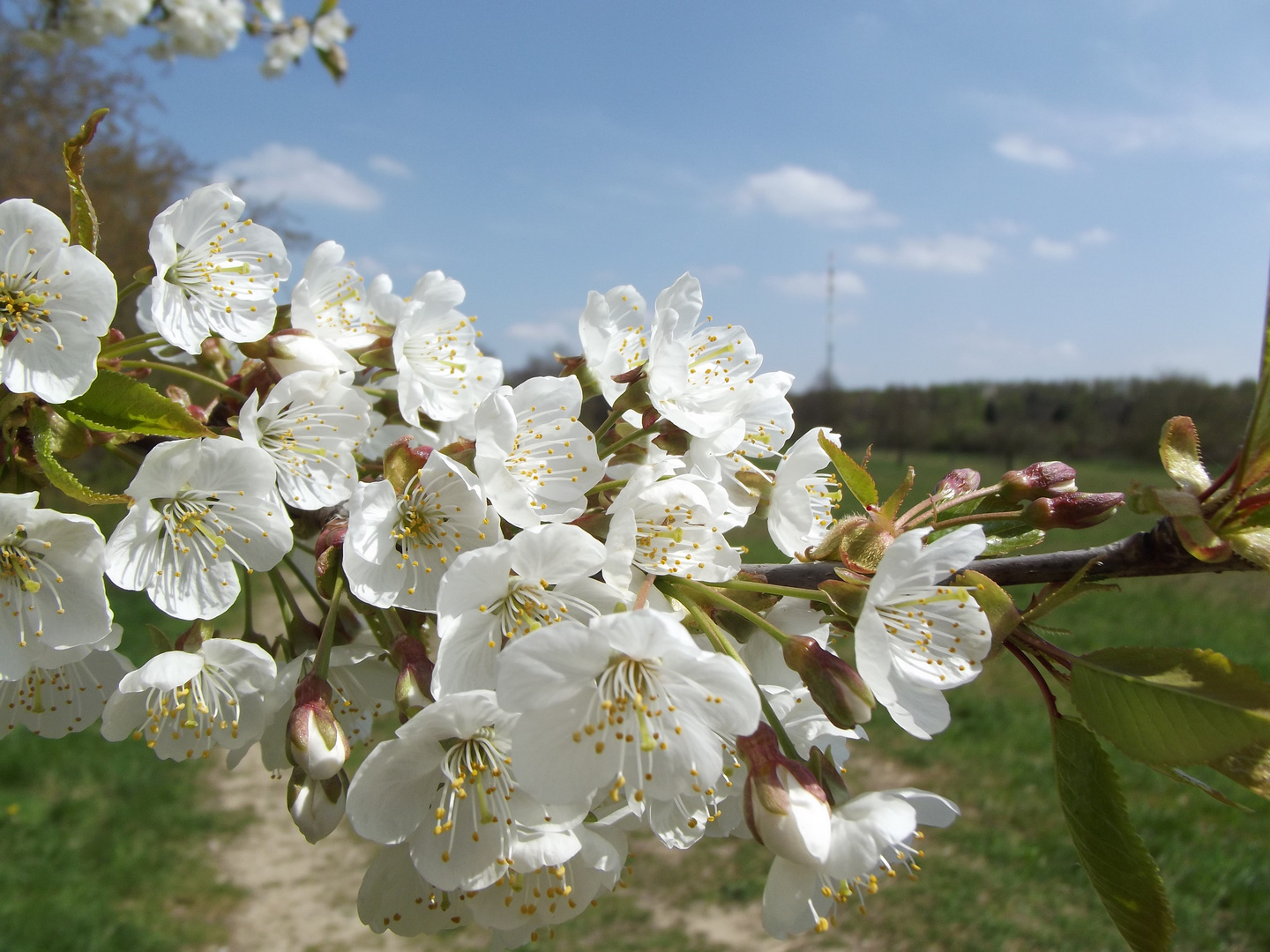 Blüte auf dem Truppenübungsplatz