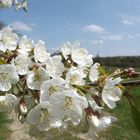 Blüte auf dem Truppenübungsplatz