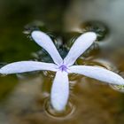 Blüte auf dem Wasser