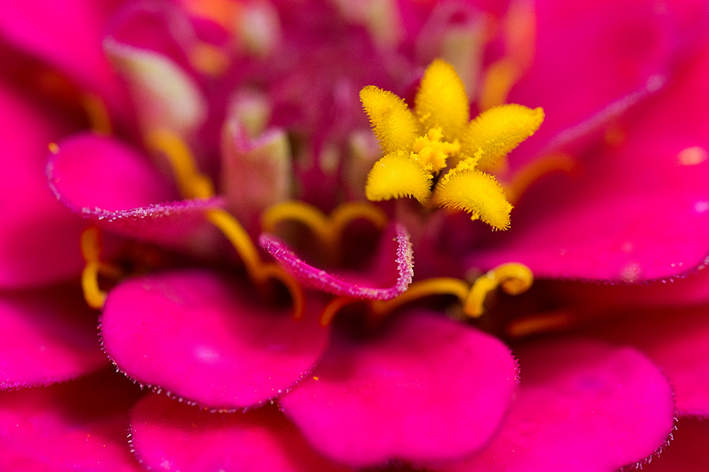 Blüte auf der Blüte..... von  Bernhard Fuchs