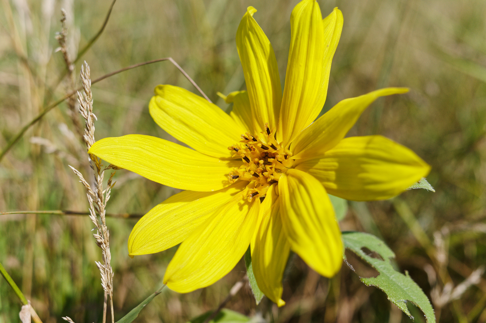 Blüte auf der Herbstwiese