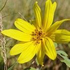 Blüte auf der Herbstwiese