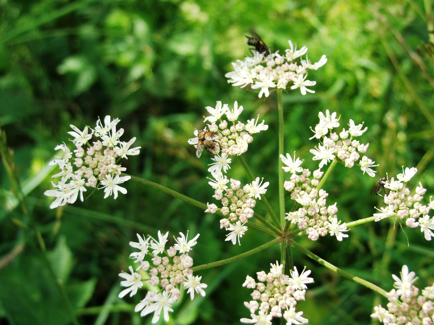 Blüte auf der Speisekarte!