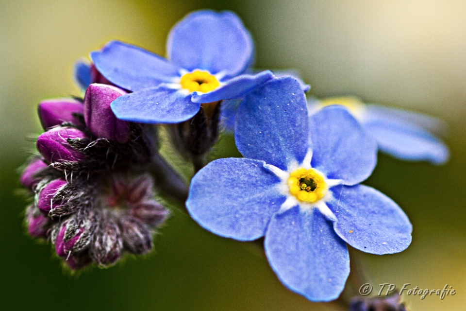 Blüte auf der Wiese