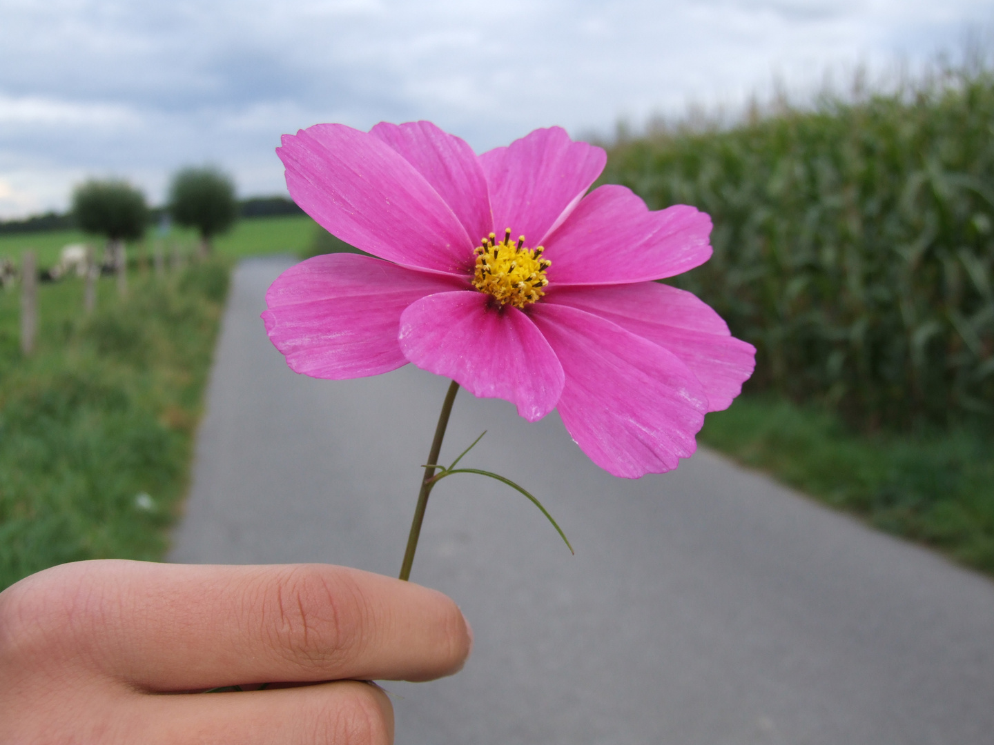 Blüte auf einem Spaziergang.