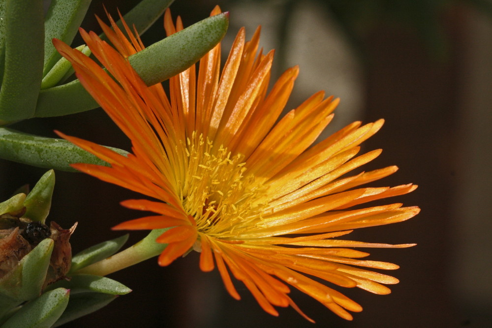 Blüte auf Elba