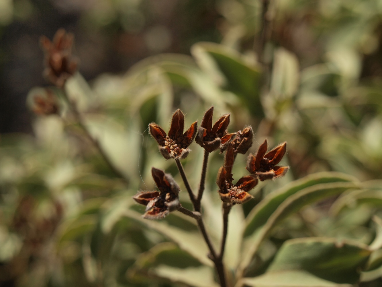 Blüte auf Gran Canaria