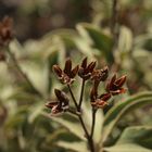 Blüte auf Gran Canaria