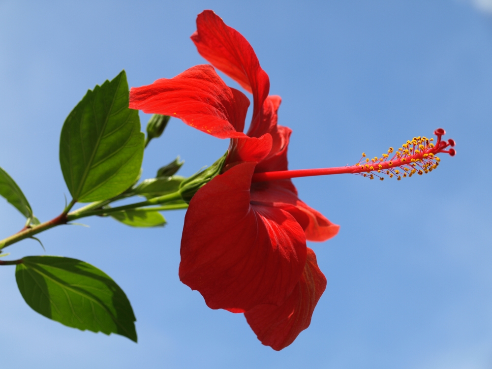 Blüte auf Ibiza