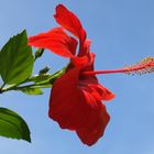 Blüte auf Ibiza