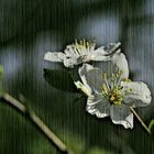 Blüte auf Leinwand