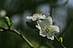 Blüte auf Leinwand