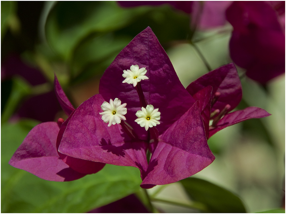 Blüte auf Mallorca