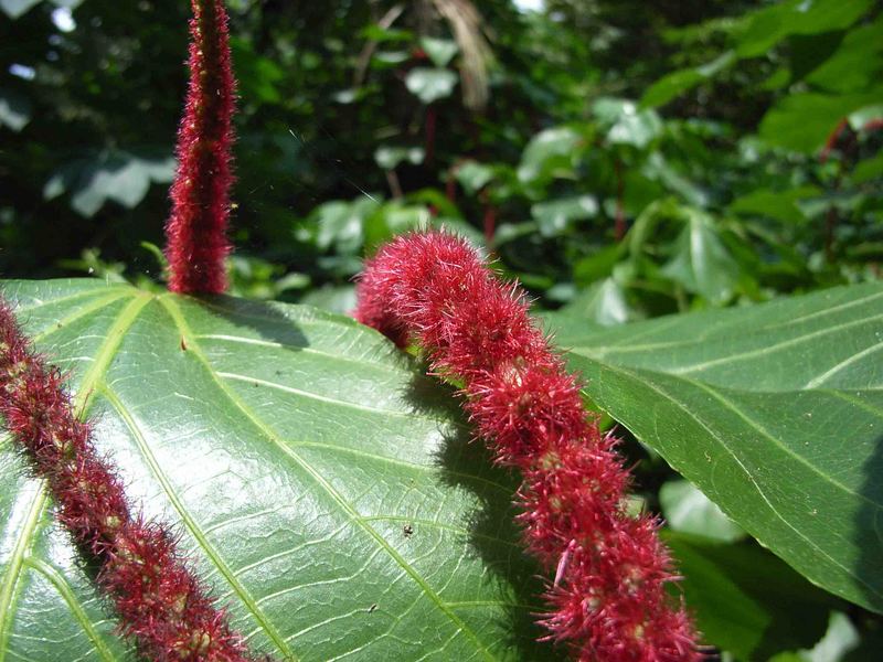 Blüte auf Pulau Ubin, Singapore II