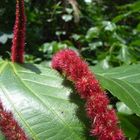 Blüte auf Pulau Ubin, Singapore II