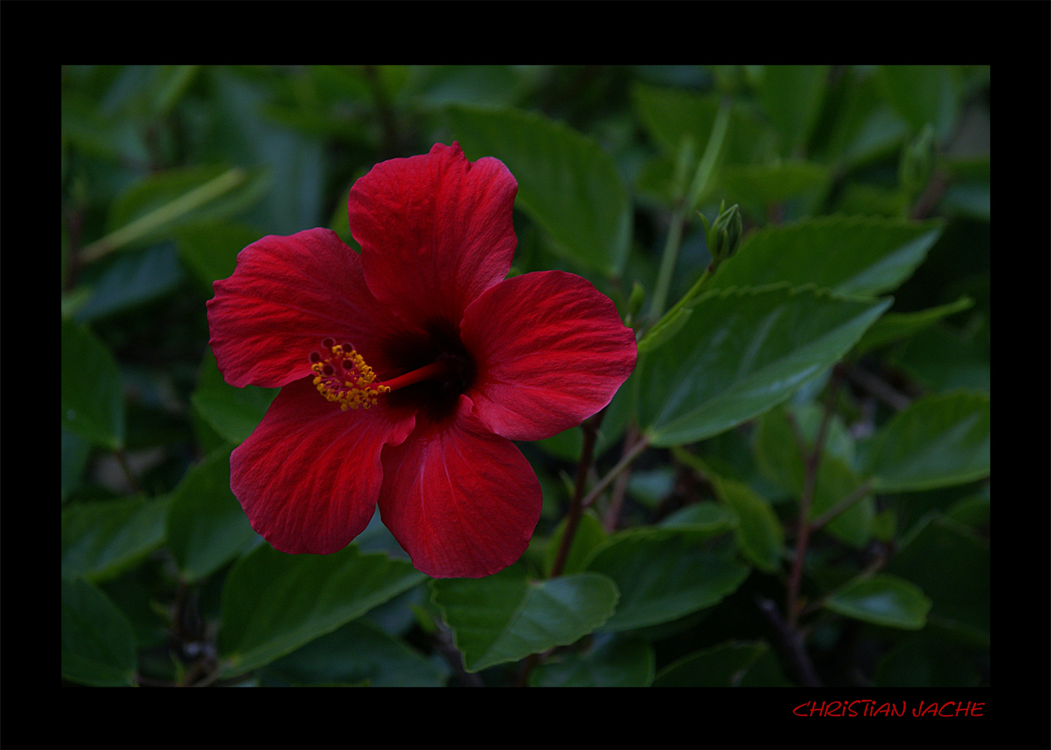 Blüte auf Rhodos