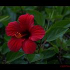 Blüte auf Rhodos