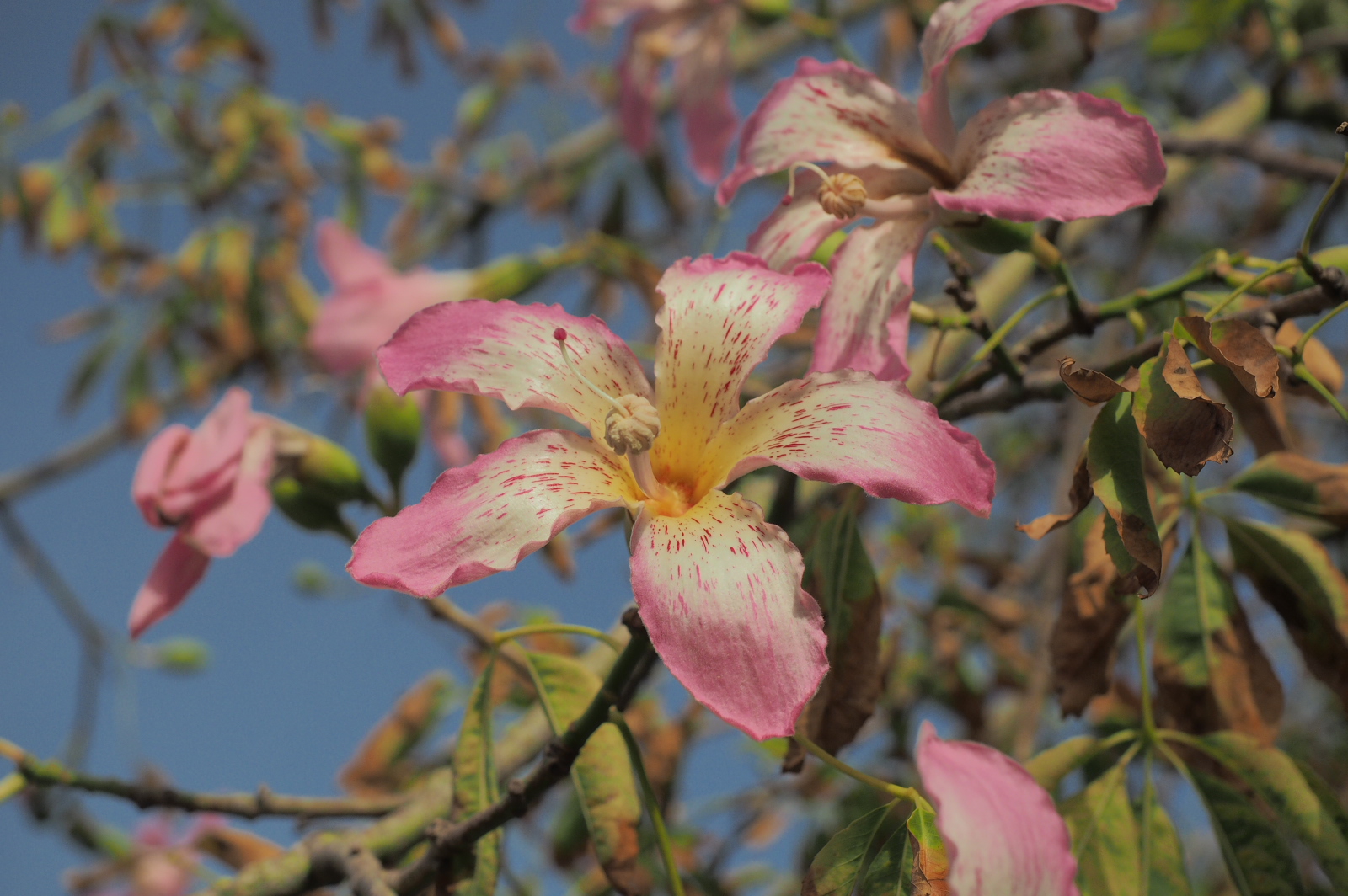 Blüte auf Sizillien