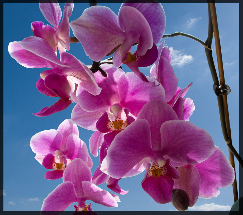 Blüte auf, Sonne rein !