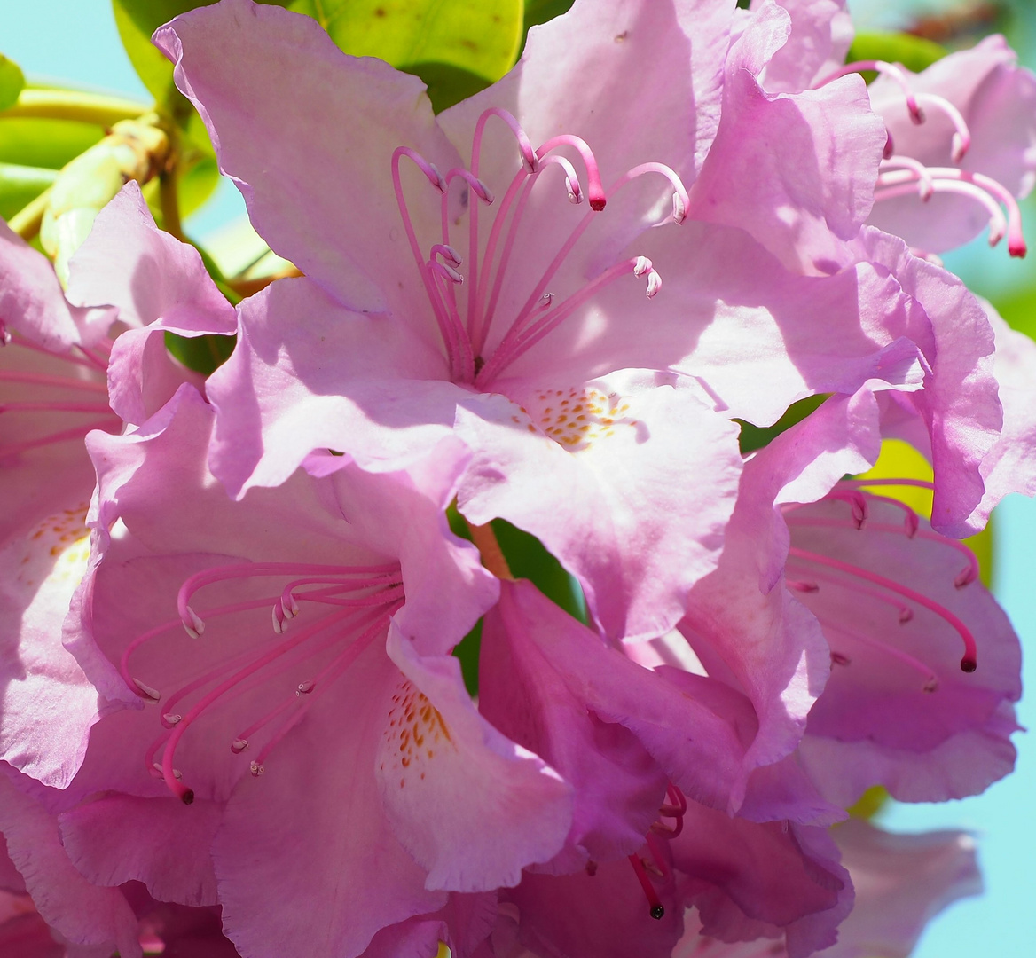 Blüte auf Spiegel in den Himmel schauend