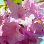 Blüte auf Spiegel in den Himmel schauend