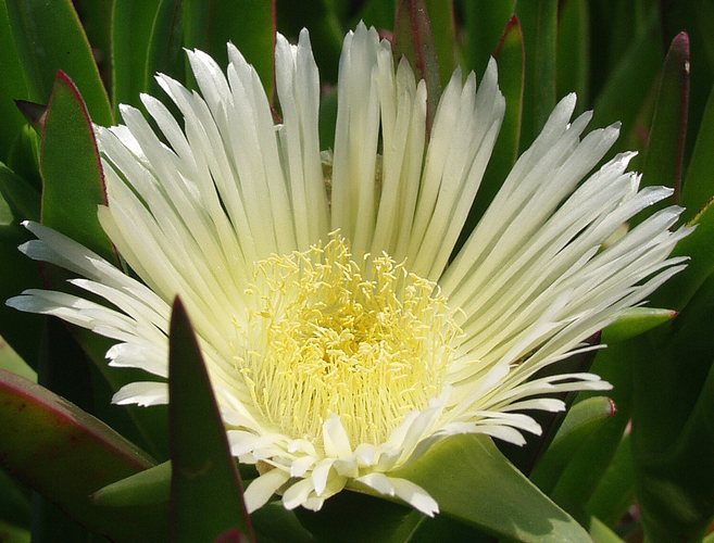 Blüte auf steinigem Grund