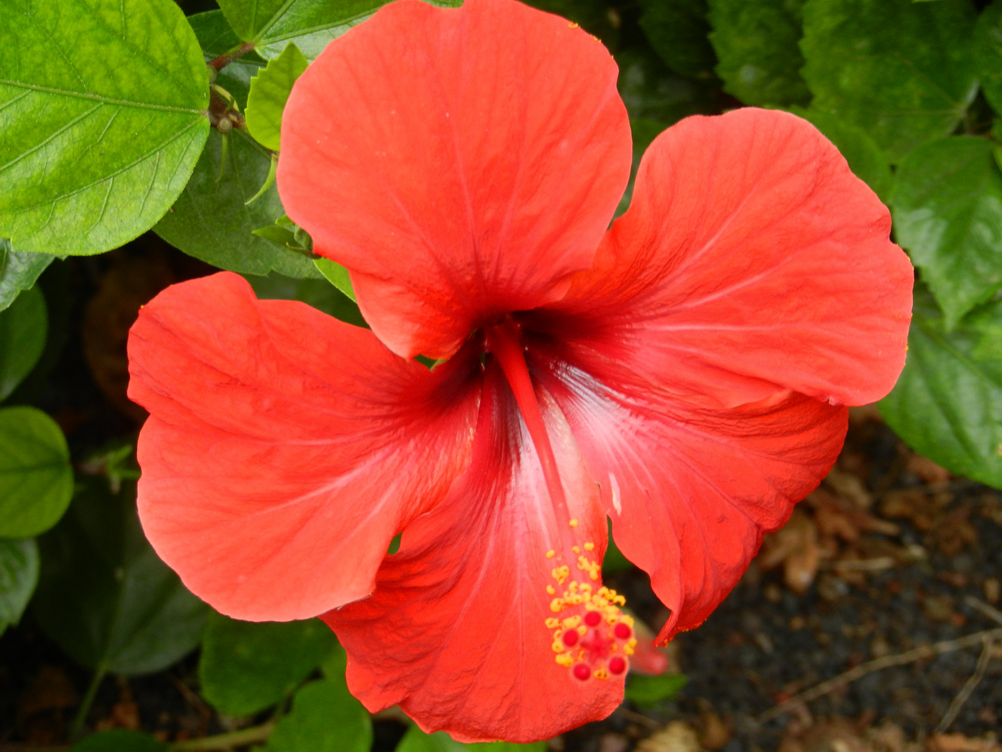 Blüte auf Tenerife