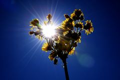 Blüte auf Teneriffa