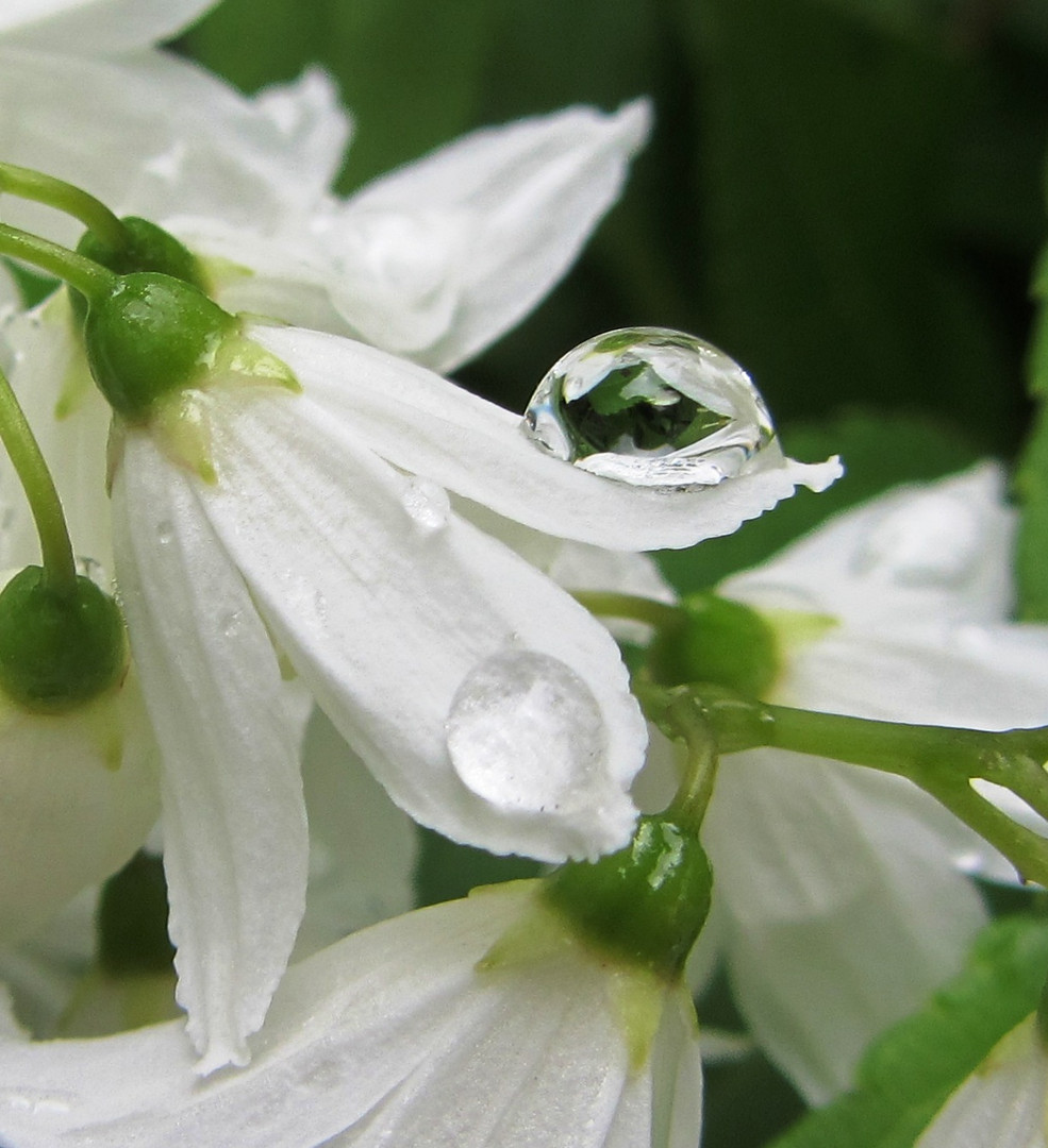 Blüte auf und im Tropfen / Flower on and in the droplet