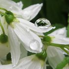 Blüte auf und im Tropfen / Flower on and in the droplet