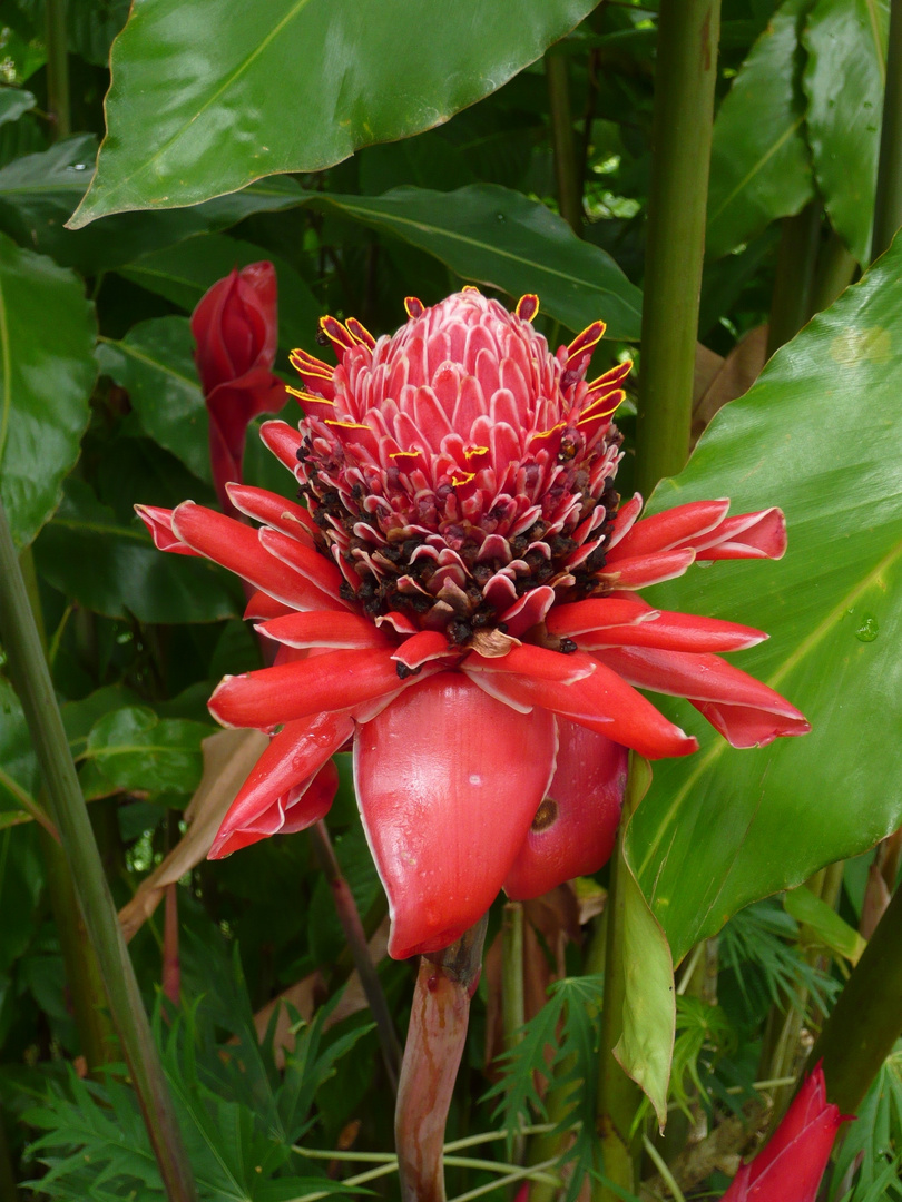 Blüte, aufgenommen in Costa-Rica