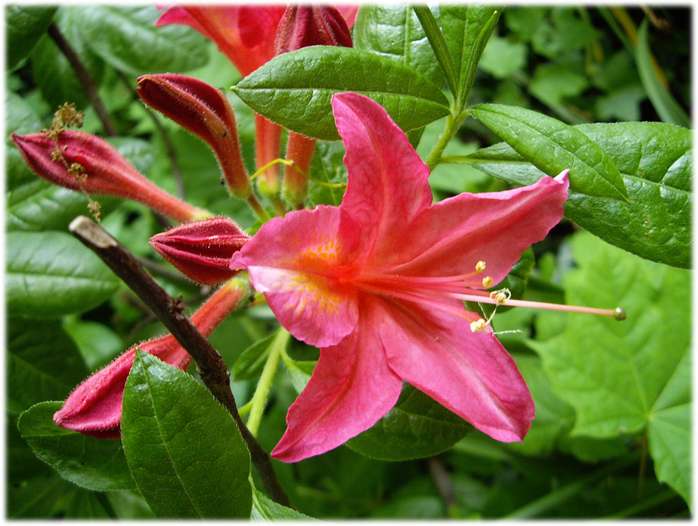 Blüte aus Bad Zwischenahn