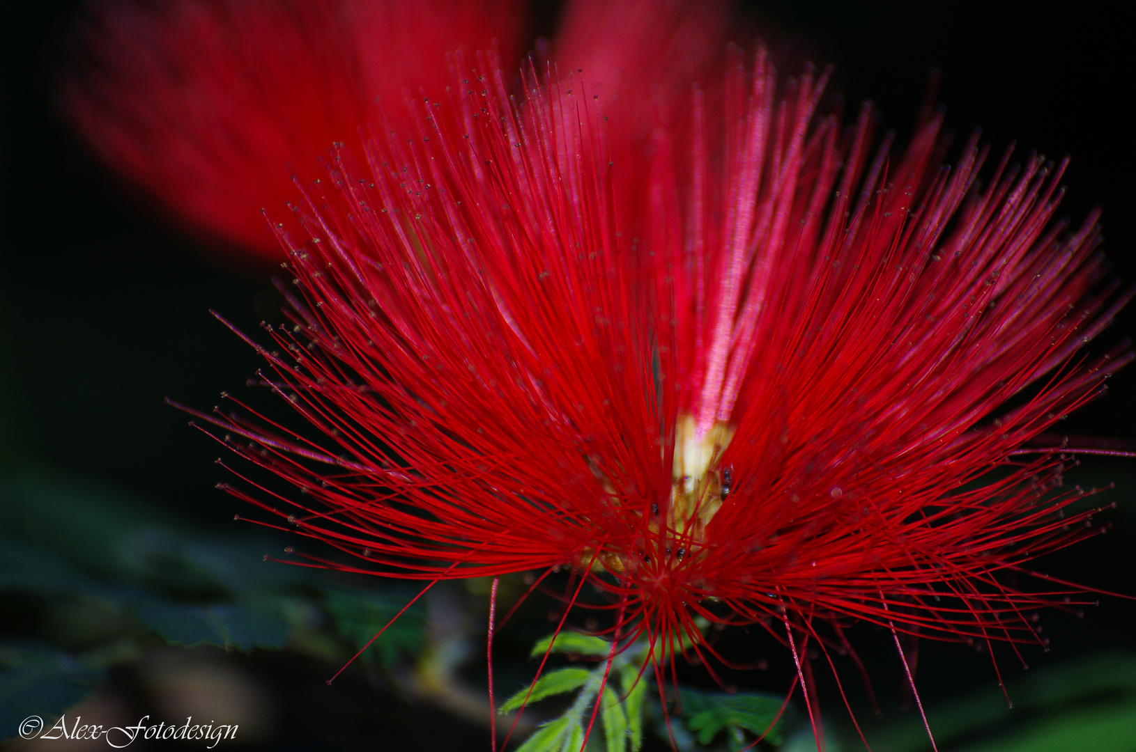 Blüte aus Botanischem Garten Stuttgart