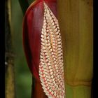 Blüte (aus Brasilien)