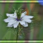 Blüte aus dem botanischen Garten in Frankfurt