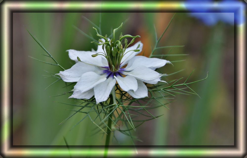 Blüte aus dem botanischen Garten in Frankfurt