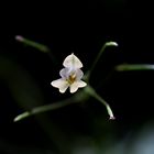 Blüte aus dem Dunkeln