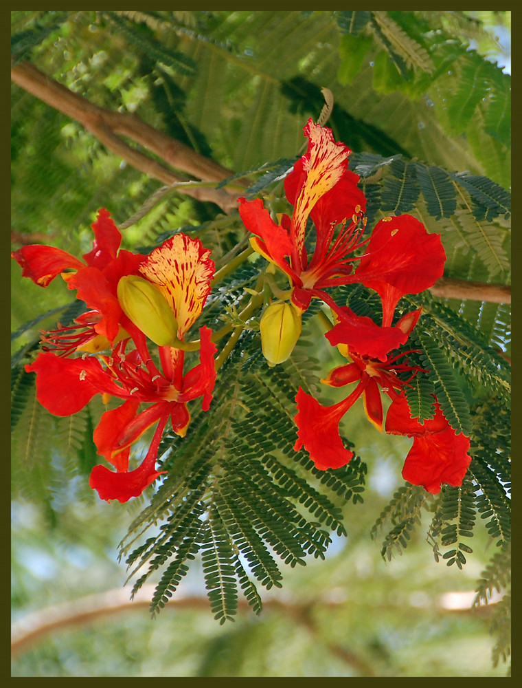 Blüte aus dem Orient