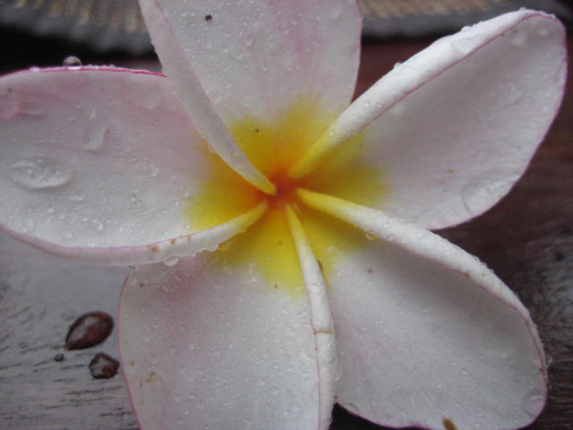 Blüte aus Laos