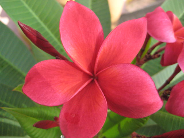 Blüte aus Laos II