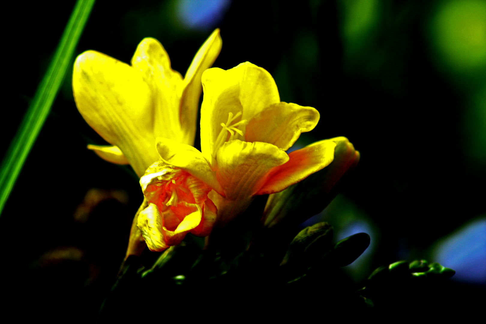 Blüte aus meinem Garten