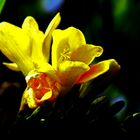 Blüte aus meinem Garten