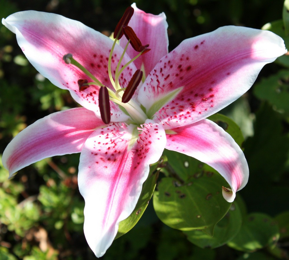 Blüte aus meinem Garten