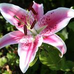 Blüte aus meinem Garten